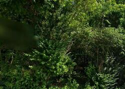 Pre-foreclosure in  E CARROLL ST Pearl River, NY 10965