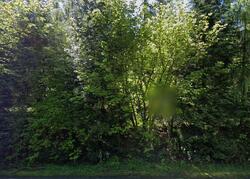 Pre-foreclosure in  NE LUCIA FALLS RD Yacolt, WA 98675