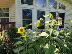 Pre-foreclosure in  E COUNTY ROAD 275N Hindsboro, IL 61930