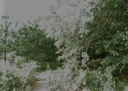 Pre-foreclosure in  Byrds Mill Rd Erwin, NC 28339