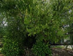 Pre-foreclosure in  Holly Hill Dr Lake Placid, FL 33852