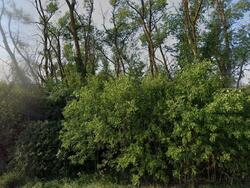  13th St Se, Grandin ND