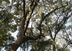 Pre-foreclosure in  John Moore Rd Brandon, FL 33511