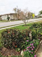 Pre-foreclosure in  Amulet Dr New Port Richey, FL 34652
