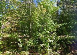 Pre-foreclosure in  Terpening Rd Harbor Springs, MI 49740