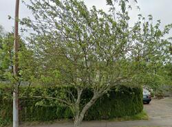 Pre-foreclosure in  N NARROWS DR Tacoma, WA 98407