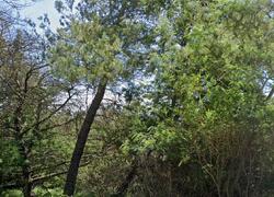 Pre-foreclosure in  Southview Way Redwood City, CA 94062