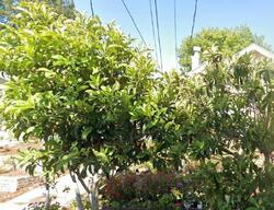  Ardley Ave, Oakland CA