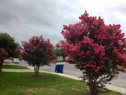 Pre-foreclosure in  LANDERS FARM San Antonio, TX 78228