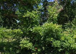  Oakwood Ave, Youngstown OH