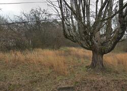  Lantana Ln, Knoxville TN