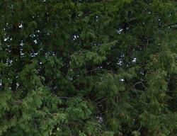 Pre-foreclosure in  Kuhn Ave Wisconsin Rapids, WI 54494