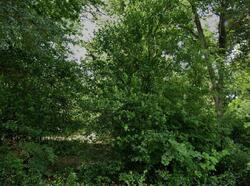 Pre-foreclosure in  Powers St Nacogdoches, TX 75964