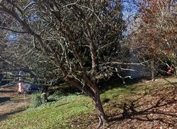  Harbin Cir, Morristown TN