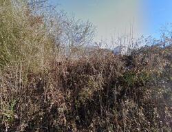 Pre-foreclosure in  Old Elizabethton Hwy Bluff City, TN 37618