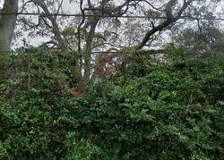 Pre-foreclosure in  16th St NW Largo, FL 33770