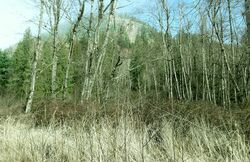 Pre-foreclosure in  290th Ave SE Enumclaw, WA 98022