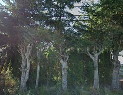 Pre-foreclosure Listing in Harborview Rd BLAINE, WA 98230