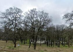 Pre-foreclosure in  Combie Rd Auburn, CA 95602