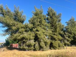 Pre-foreclosure in  Road 196 Lindsay, CA 93247