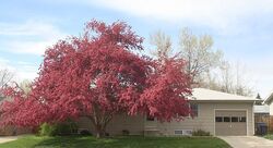 Pre-foreclosure in  Dawson Pl Longmont, CO 80504
