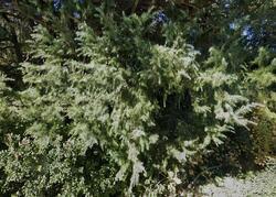 Pre-foreclosure in  Garden Hwy Yuba City, CA 95991