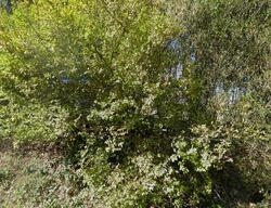 Pre-foreclosure in  W Shaffer Rd Aliquippa, PA 15001