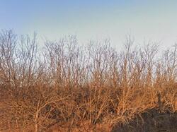 Pre-foreclosure in  Clyde Morgan Rd Wichita Falls, TX 76310