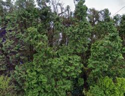 Pre-foreclosure in  39th Ave Ne Seattle, WA 98125