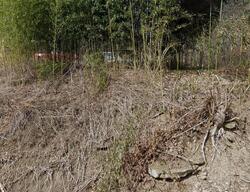 Pre-foreclosure in  Poplar Gap Rd Glen Fork, WV 25845