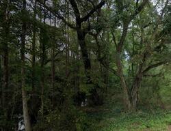  Pixie Cir, Crawfordville FL