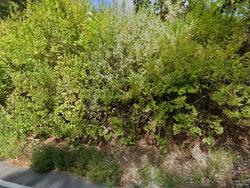 Pre-foreclosure Listing in Hubbardston Rd PRINCETON, MA 01541