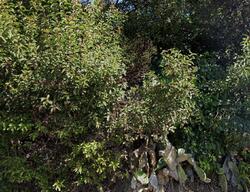 Pre-foreclosure in  Green View Rd La Habra, CA 90631