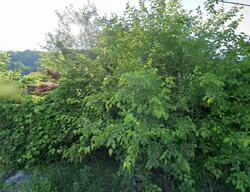 Pre-foreclosure Listing in Welch St JELLICO, TN 37762
