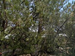 Glenn Dr, Canyon Lake TX