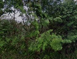 Pre-foreclosure in  Dennis Cove Rd Hampton, TN 37658