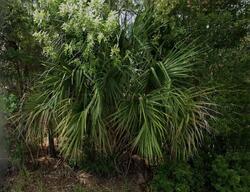 Pre-foreclosure in  Wagonwheel Ave Se Palm Bay, FL 32909