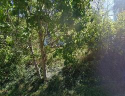 Pre-foreclosure in  Bent Mountain Rd Roanoke, VA 24018