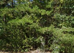 Pre-foreclosure in  W Veterans Hwy Jackson, NJ 08527