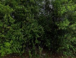 Pre-foreclosure in  Sw Gahaf Ave Port Saint Lucie, FL 34953