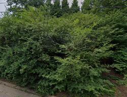 Pre-foreclosure in  New Jersey Ave Asheville, NC 28806